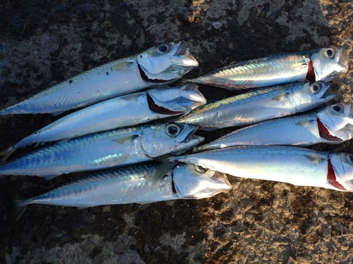 サバの釣果