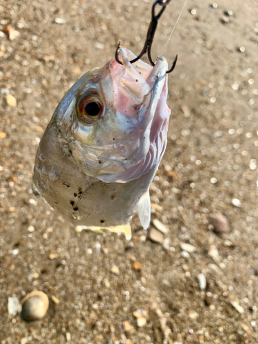 カイワリの釣果