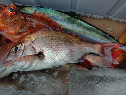 マダイの釣果