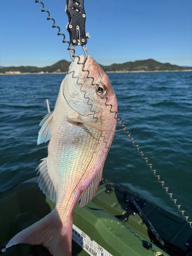 タイの釣果