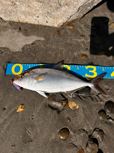 ショゴの釣果