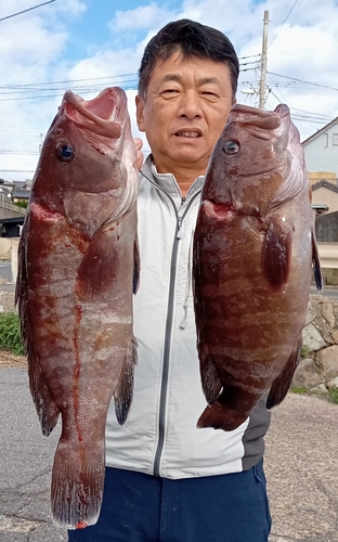 マハタの釣果