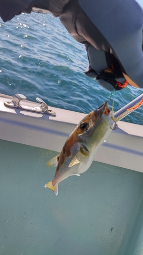 シロサバフグの釣果