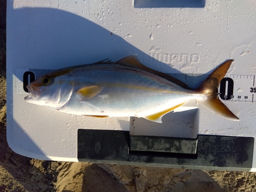 ショゴの釣果