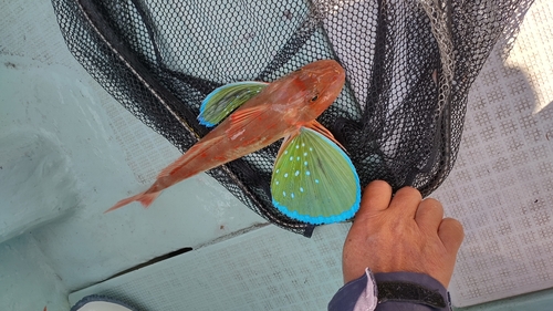 ホウボウの釣果