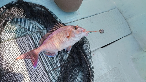 マダイの釣果