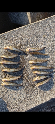 マハゼの釣果