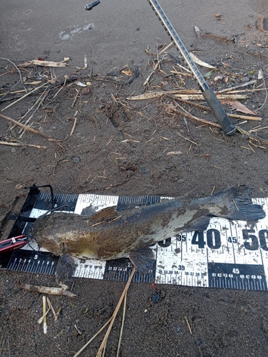 アメリカナマズの釣果