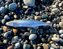 サゴシの釣果