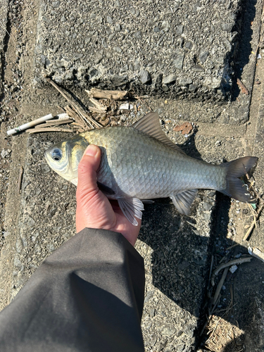 ヘラブナの釣果