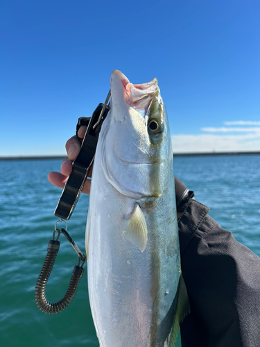 ハマチの釣果