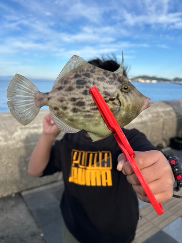 カワハギの釣果