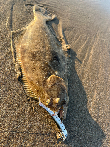 ソゲの釣果