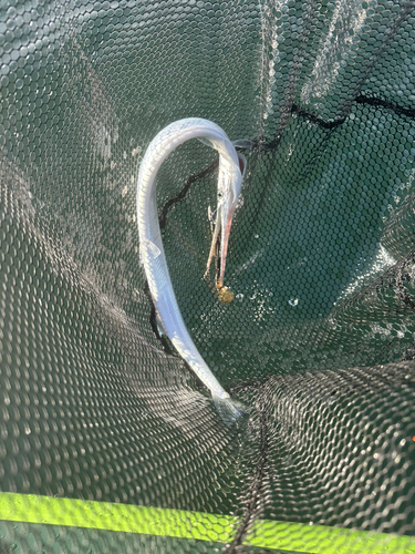 ダツの釣果