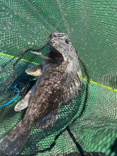 クロソイの釣果