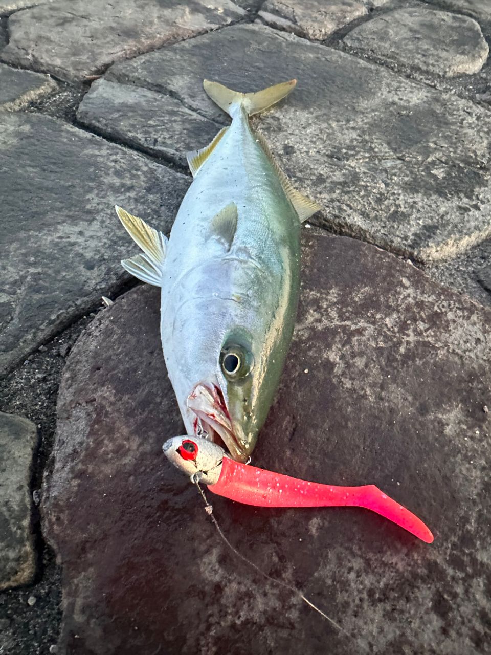 ツバス