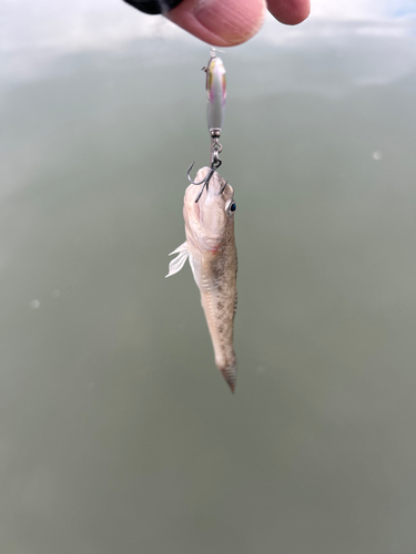 マハゼの釣果