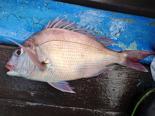 タイの釣果