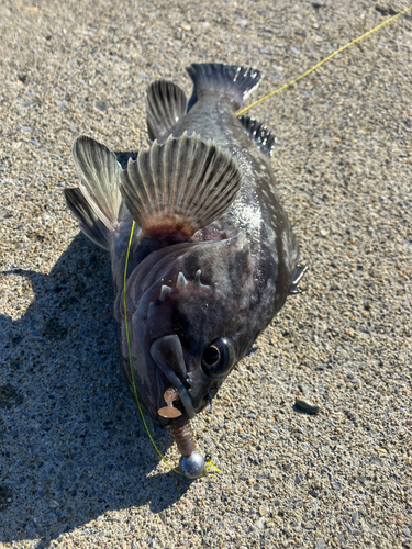 クロソイの釣果