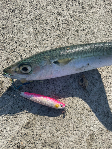 サバの釣果