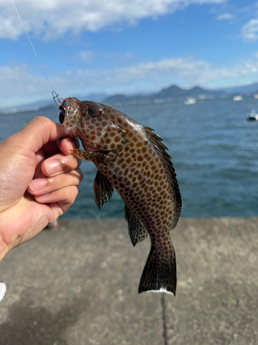 オオモンハタの釣果