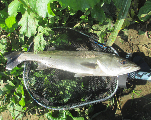 スズキの釣果