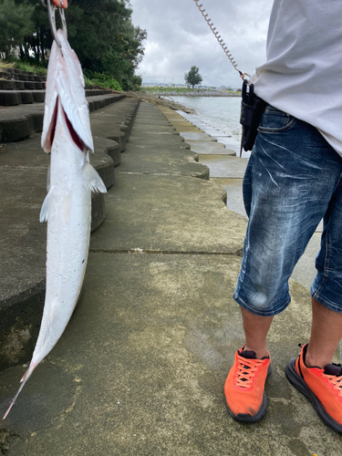 オニカマスの釣果