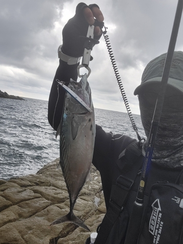 スマガツオの釣果