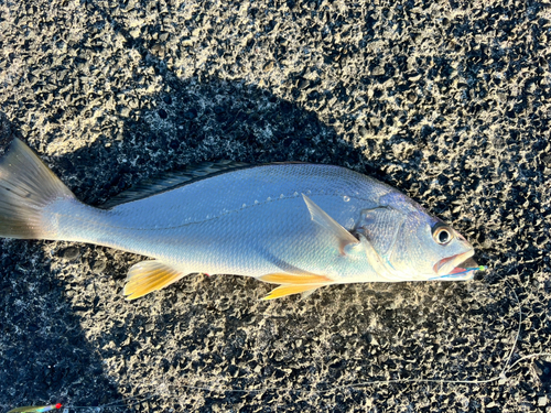 ニベの釣果