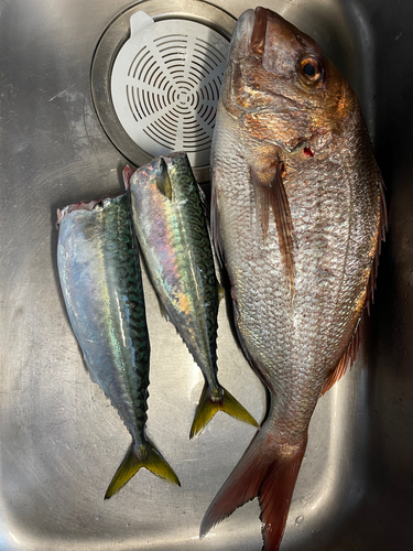 マダイの釣果