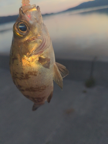 メバルの釣果