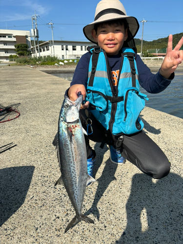 サゴシの釣果