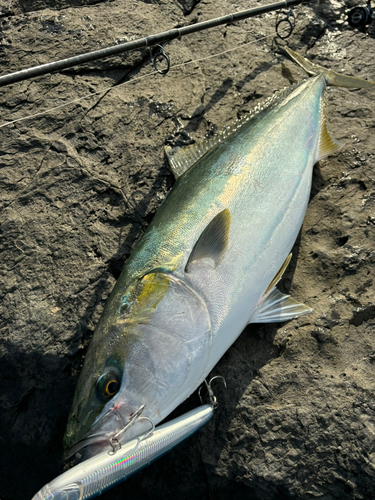 ブリの釣果