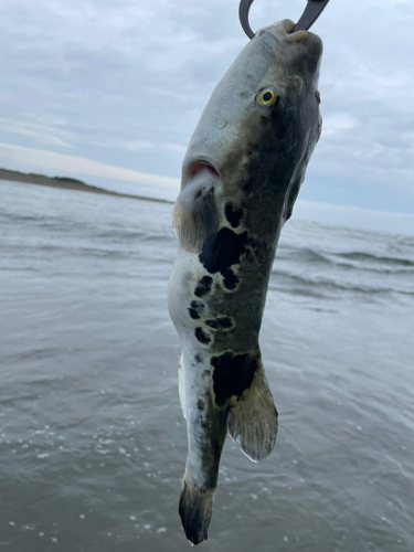 トラフグの釣果