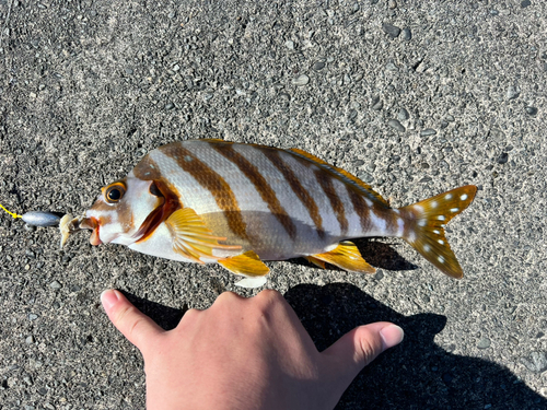 タカノハダイの釣果