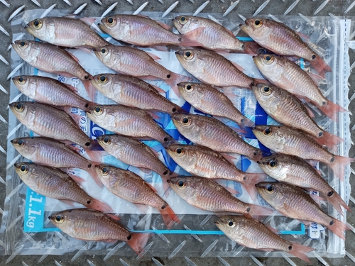 ネンブツダイの釣果