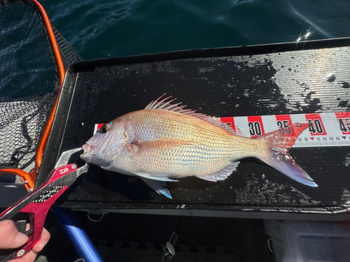 マダイの釣果