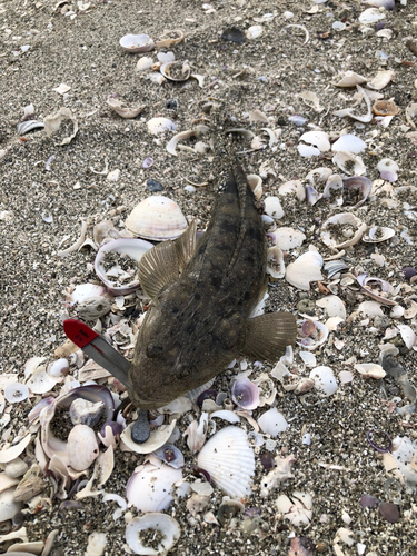 マゴチの釣果