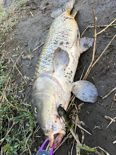 コイの釣果