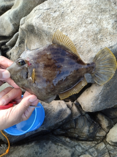 カワハギの釣果