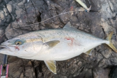 イナダの釣果