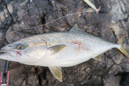 イナダの釣果