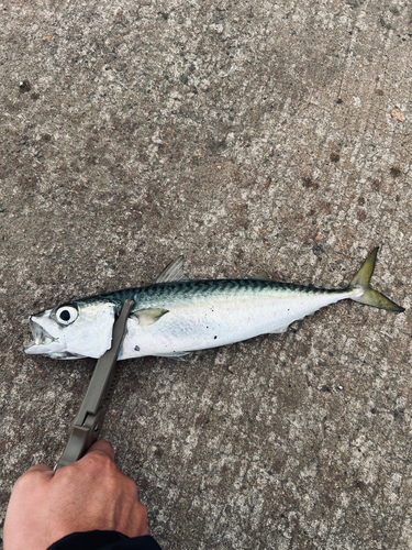 サバの釣果