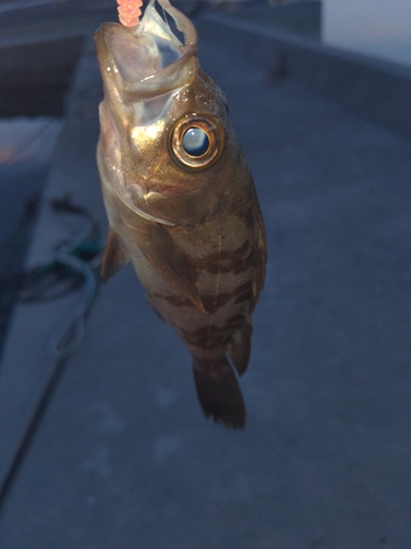 メバルの釣果