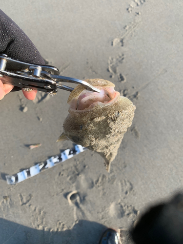 マゴチの釣果