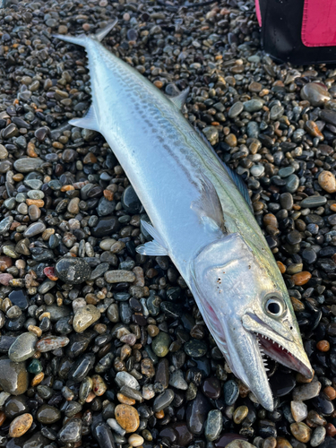 サゴシの釣果