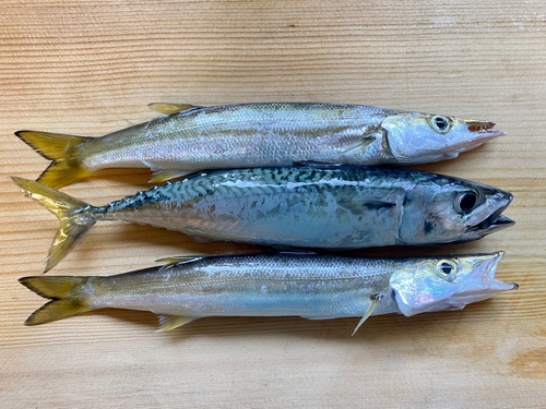 カマスの釣果