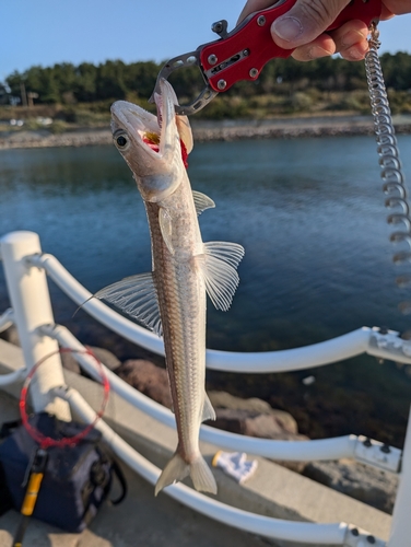 エソの釣果