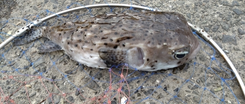 イシガキフグの釣果