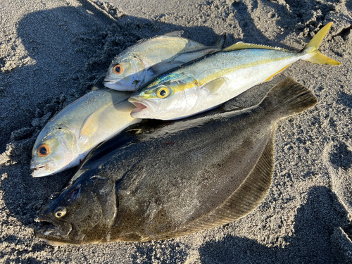 ヒラメの釣果